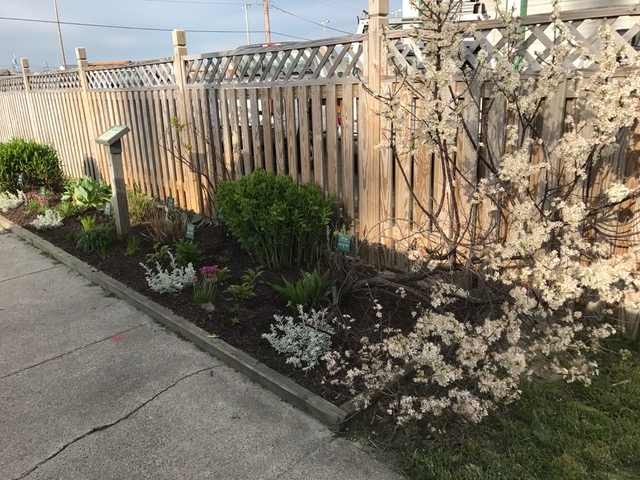 A flower bed with colorful blooms